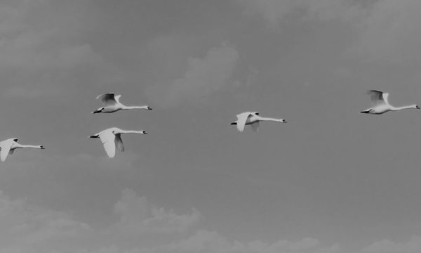White swans flying
