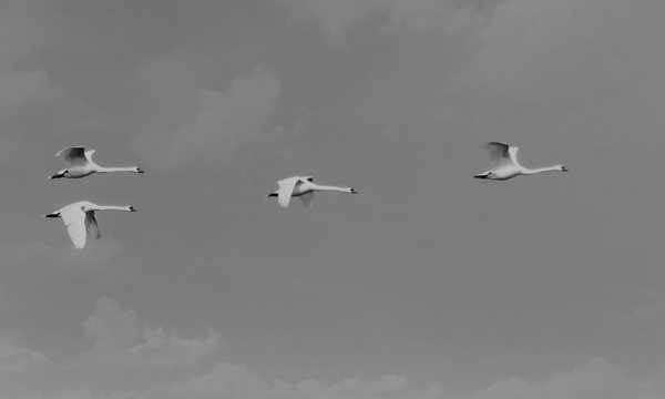 White swans flying