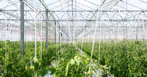 A greenhouse full of crops