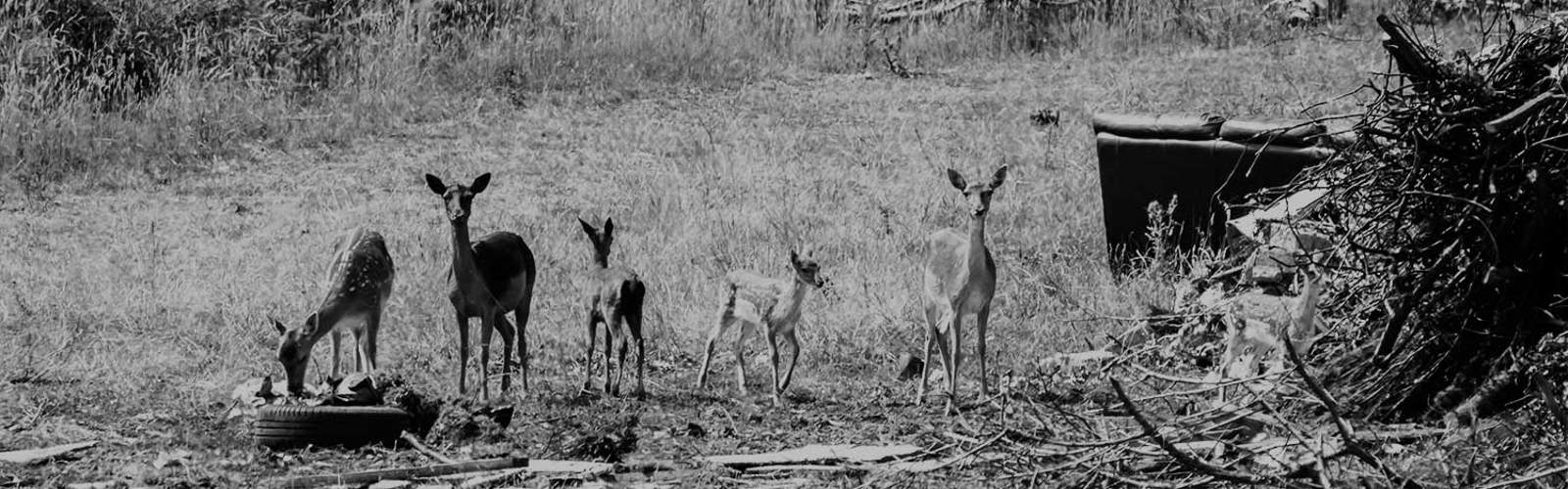 A herd of fawn deer