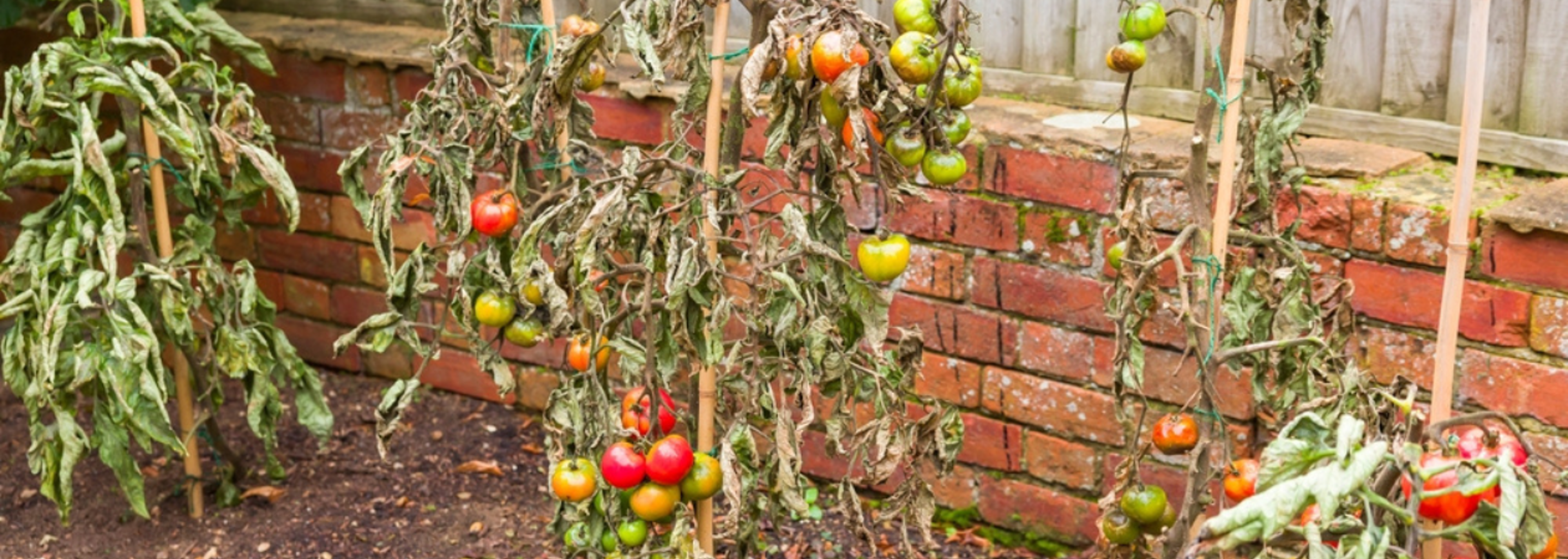 Food security under threat from climate change, warns think tank