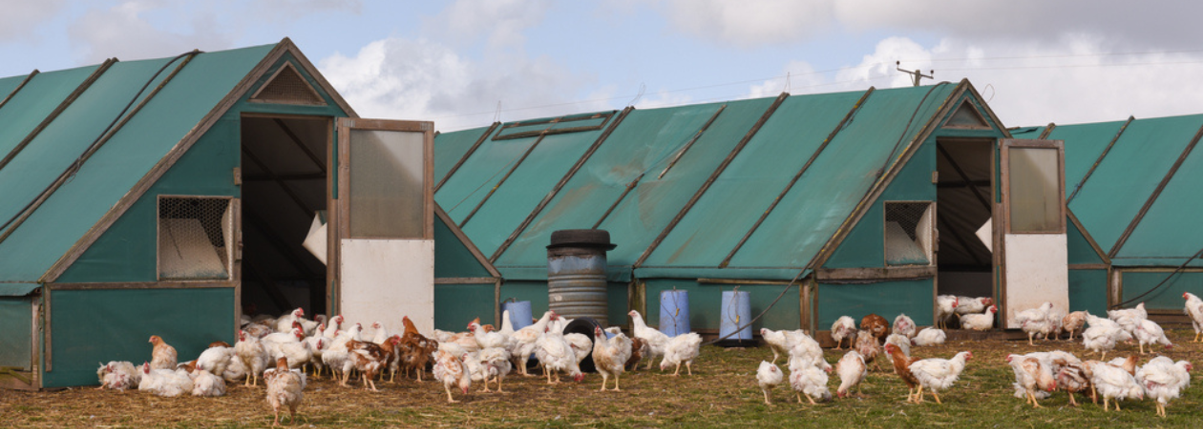 Response to bird flu outbreak in East Yorkshire ‘timely and appropriate’