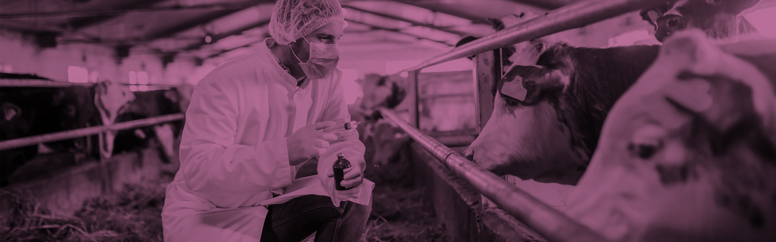 Vet in protective clothing with cows