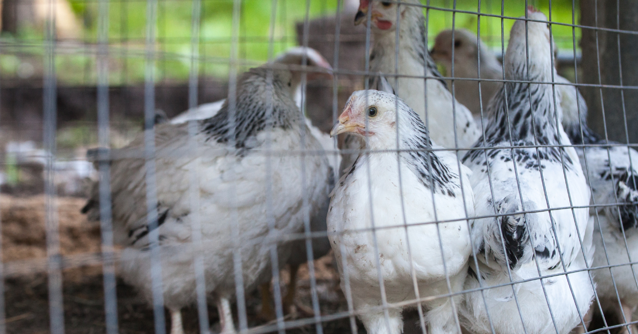 Hens in a cage