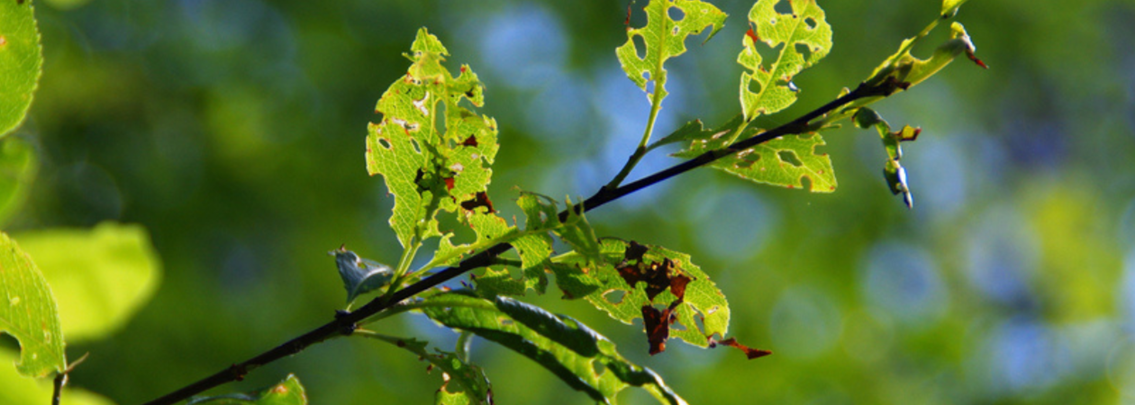 New forest research station to combat pests and pathogens