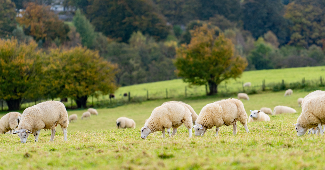 Sheep grazing