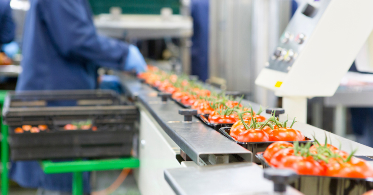 Worker packing ripe red vine tomatoes on production line in a food processing plant