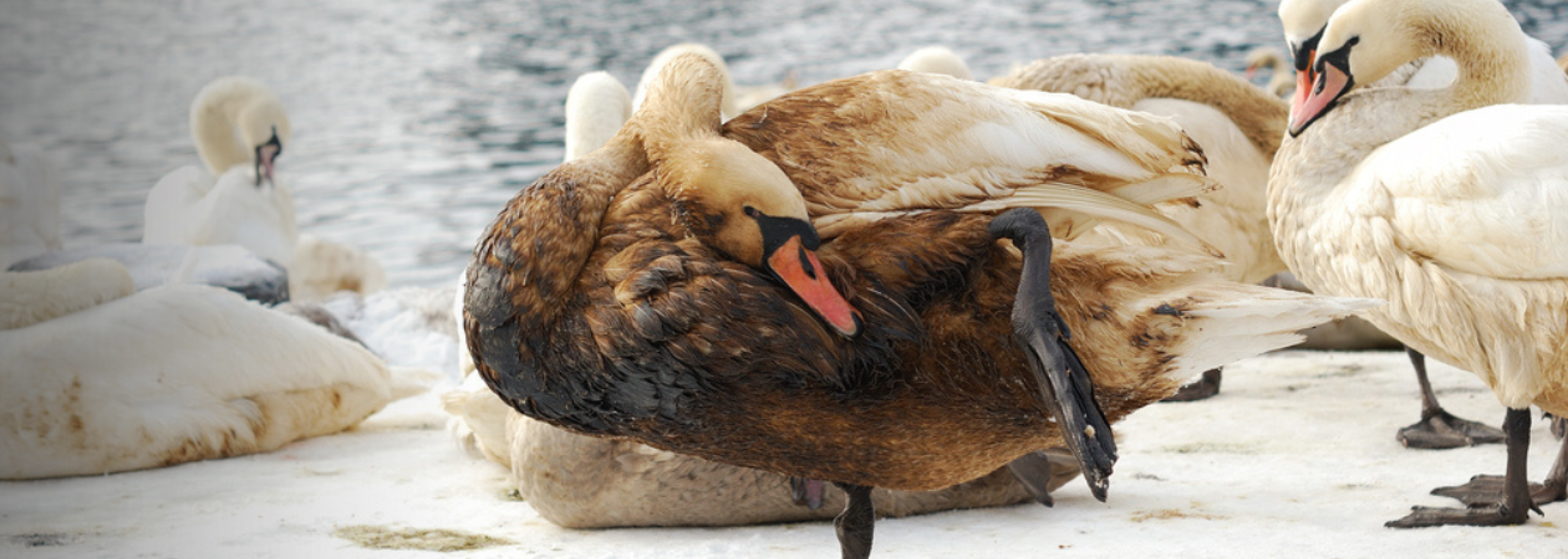 Chronic oiling in North Sea is “grossly underestimated” (1)